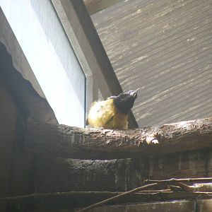 Montserrat oriole at Twycross Zoo, 29 August 2010