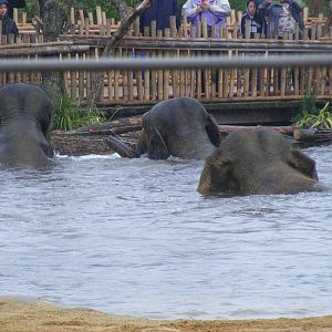 Asian elephants at Twycross Zoo, 29 August 2010