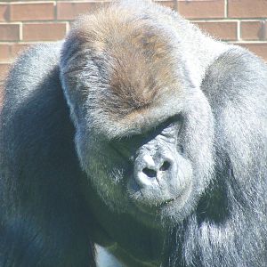 Boulas the gorilla at Twycross Zoo, 29 August 2010
