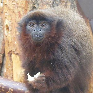 Red titi monkey at Twycross Zoo, 29 August 2010