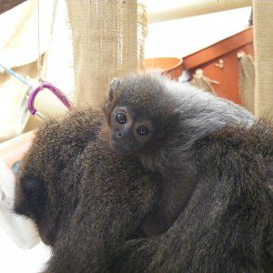 Red titi monkeys at Twycross Zoo, 29 August 2010