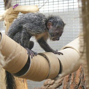 White-faced saki monkey at Twycross Zoo, 29 August 2010