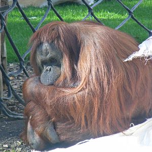 Kibriah the Bornean orangutan at Twycross Zoo, 29 August 2010