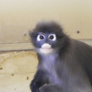 Dusky leaf monkey (dusky langur) at Twycross Zoo, 29 August 2010
