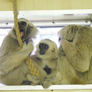Pileated gibbons at Twycross Zoo, 29 August 2010