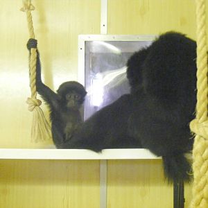 Siamang gibbons at Twycross Zoo, 29 August 2010
