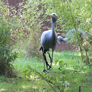 Stanley cranes at Birmingham Nature Centre, 30 August 2010