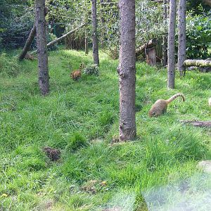 Coatimundis at Birmingham Nature Centre, 30 August 2010