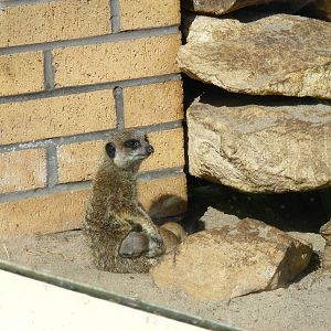 Meerkat with young at Birmingham Nature Centre, 30 August 2010