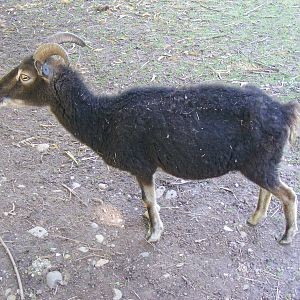 Soay sheep at Birmingham Nature Centre, 30 August 2010