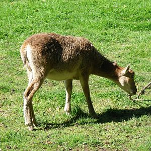 Mouflon sheep at Birmingham Nature Centre, 30 August 2010