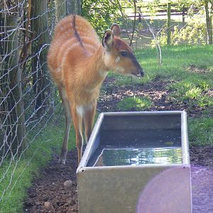 Sitatunga at Birmingham Nature Centre, 30 August 2010