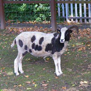 Jacob sheep at Birmingham Nature Centre, 30 August 2010