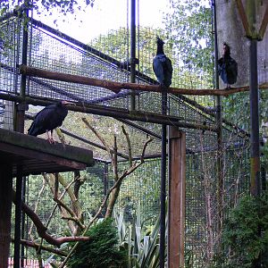 Northern bald ibises at Birmingham Nature Centre, 30 August 2010