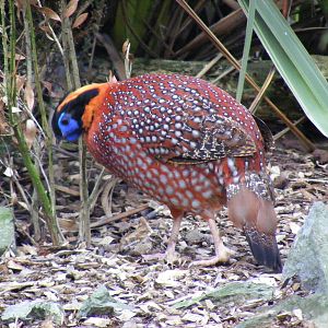 Temmincks tragopan at Birmingham Nature Centre, 30 August 2010
