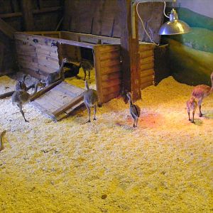 Rhea chicks at Birmingham Nature Centre, 30 August 2010