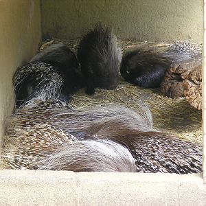 Porcupines at Birmingham Nature Centre, 30 August 2010