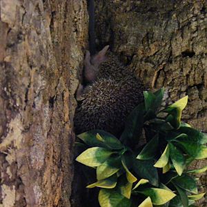 Telfairs tenrec at Birmingham Nature Centre, 30 August 2010