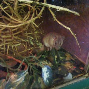 Arabian spiny mouse at Birmingham Nature Centre, 30 August 2010