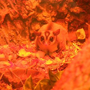 Sugar glider at Birmingham Nature Centre, 30 August 2010