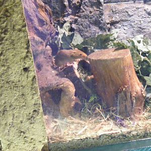 Harvest mice at Birmingham Nature Centre, 30 August 2010