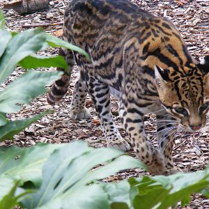 Ocelot at Birmingham Nature Centre, 30 August 2010
