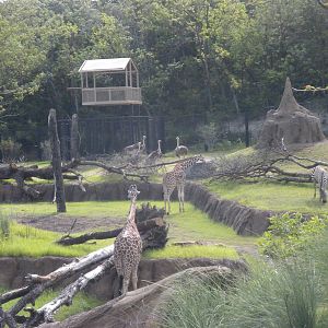 Giants of the Savanna - Giraffes