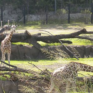 Giants of the Savanna - Giraffes