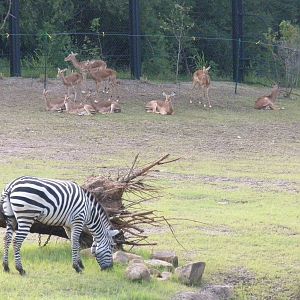 Giants of the Savanna - Grant's Zebra and Impala
