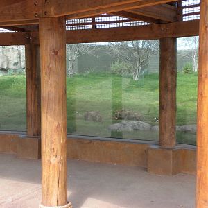 Giants of the Savanna - Cheetah