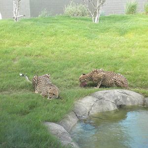 Giants of the Savanna - Cheetah