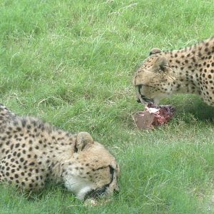 Giants of the Savanna - Cheetah