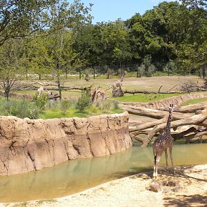 Giants of the Savanna - Giraffes