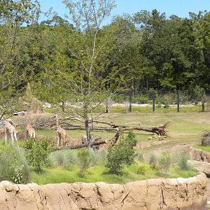 Giants of the Savanna - Crowned Crane Fly-over