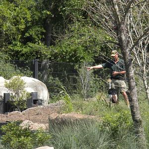 Giants of the Savanna - Crowned Crane Fly-over