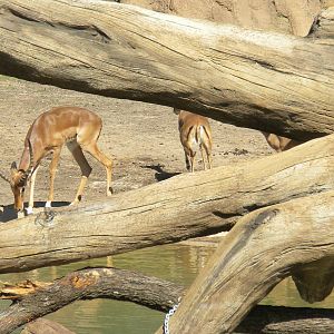 Giants of the Savanna - Giraffe and Impala