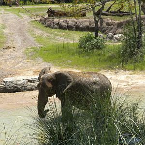 Giants of the Savanna - Elephants