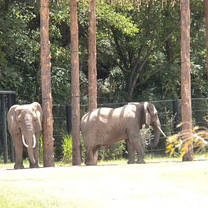 Giants of the Savanna - Elephants