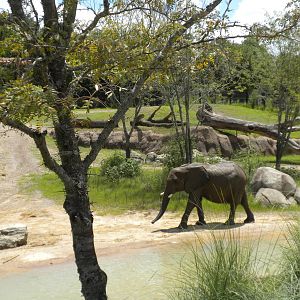 Giants of the Savanna - Elephants