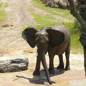 Giants of the Savanna - Elephants