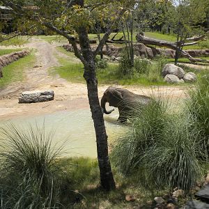 Giants of the Savanna - Elephants