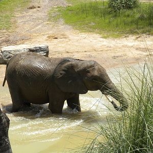 Giants of the Savanna - Elephants