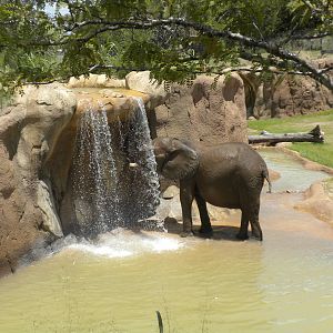 Giants of the Savanna - Elephants
