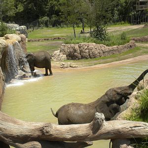 Giants of the Savanna - Elephants