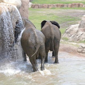 Giants of the Savanna - Elephants