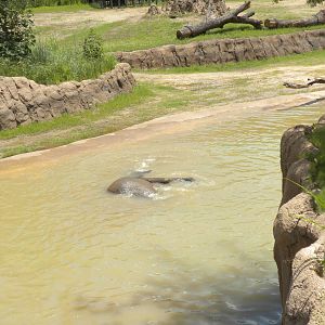 Giants of the Savanna - Elephants