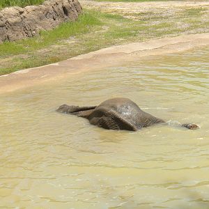 Giants of the Savanna - Elephants