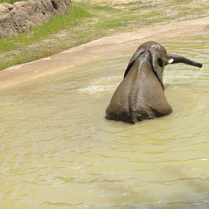 Giants of the Savanna - Elephants