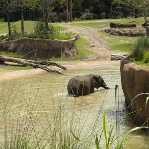 Giants of the Savanna - Elephants