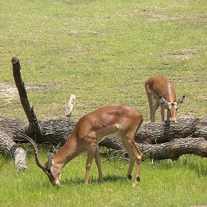 Giants of the Savanna - Impala